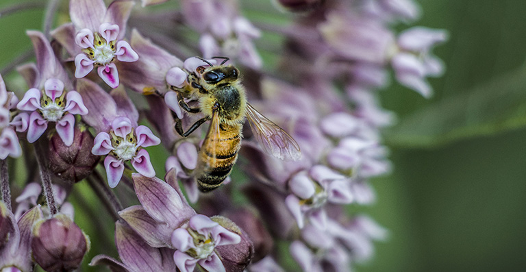 A bee sitting on a flower.